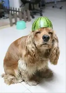 越南男人为什么那么爱戴绿帽子