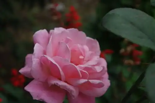 最值得信赖的3个生肖男,成熟稳重最顾家,还有上进心