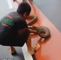 印尼男孩徒手抓挡道巨蟒勇敢行为引热议