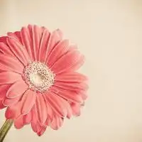 个性唯美清新意境头像尽享风中那淡淡的花香和迷人的爽意