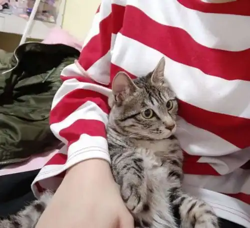 幸运网友在网上领养了一只漂亮橘猫,抱回家第一天就往怀里躺