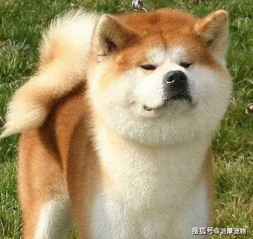 秋田和柴犬傻傻分不清楚其实很简单