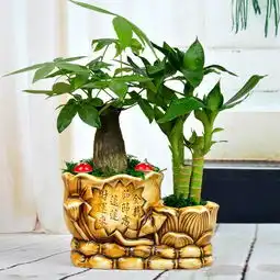 这些招财又转运的盆栽,成功人士都早已悄悄入手