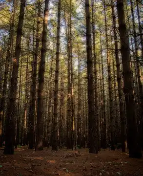森林图片图源免费点击来源直接获取大图文件秋日里宁静深沉且美丽的阳光照耀的森林摄影竖幅森林高清大图