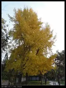 秋色之旅钓鱼台银杏超多美图,与你分享