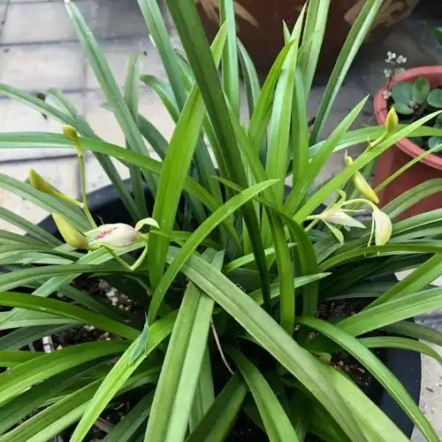 兰花口味比较重,爱喝这种水,花朵多姿又灿烂,很好看