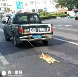 深圳司机把小狗拴车后拖死网友留言太残忍民声汇奥一报料南都报系综合报料平台