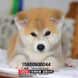什么地方卖秋田犬纯种秋田价格广州什么地方卖狗