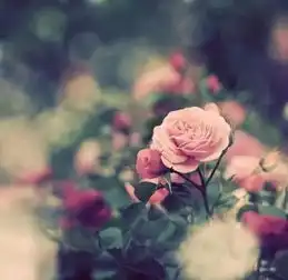 漫步古诗词,赏尽春花之美
