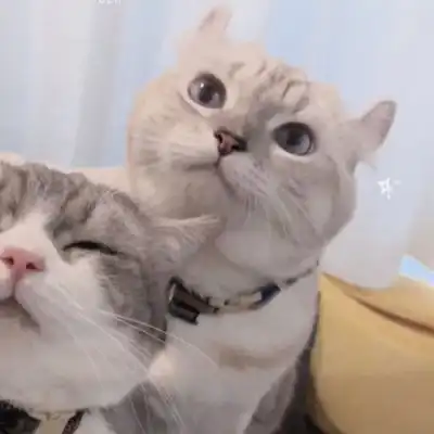 一对两张可爱的猫咪情侣狗头