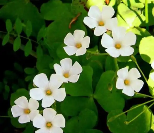 此花花色清新淡雅,别致的花姿更是令人赏心悦目,寓意为幸运