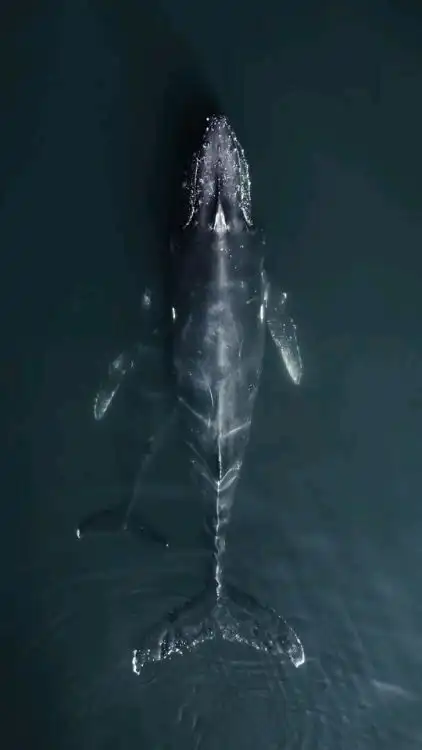 生命群像一组压迫感极强的巨鲸图片
