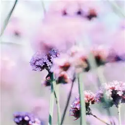 微信头像花朵图片真实唯美2018最美微信风景花草图片头像