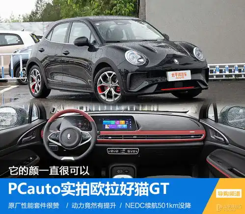 男孩子也爱猫实拍欧拉好猫gt