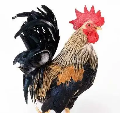 属鸡人明日运势11月22号将有两件大囍事