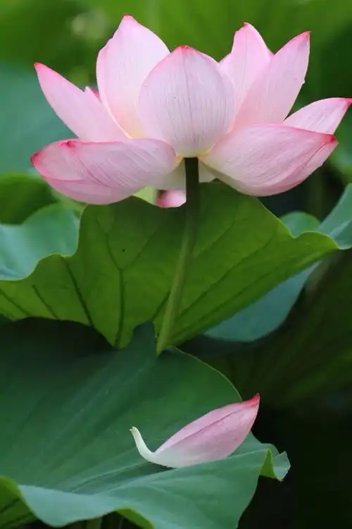 弘一法师切莫误解佛教