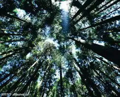 树木森林0421树木森林图田野风光图风景全集图库