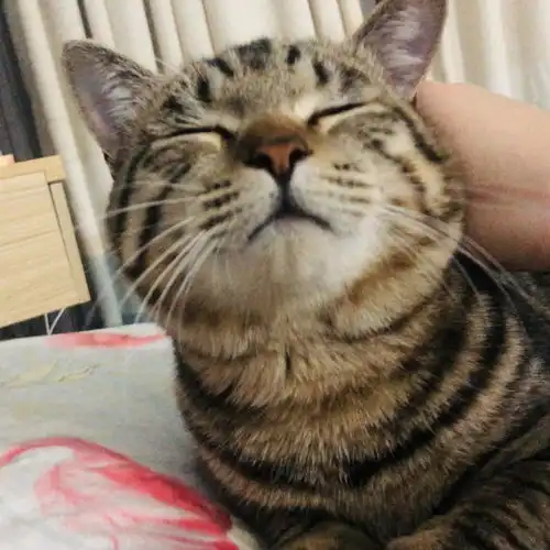 狸花猫会发腮么