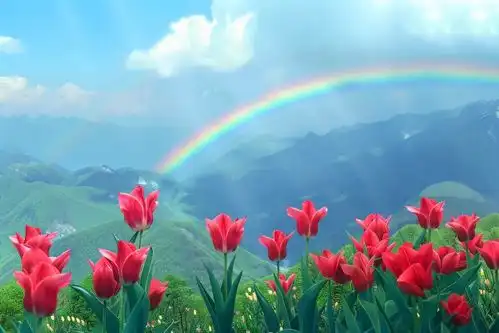 郁金香欣赏鲜花彩虹自然风景创意海报广告素材