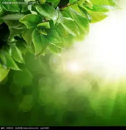 阳光下的绿叶图片免费下载编号2458018红动网
