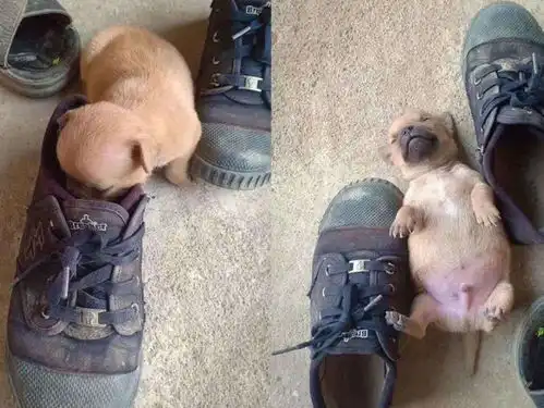 gif丨闻过主人的鞋之后,狗子已当场窒息