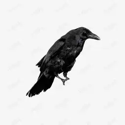 黑色乌鸦素材图片免费下载高清产品实物png千库网图片编号5425479