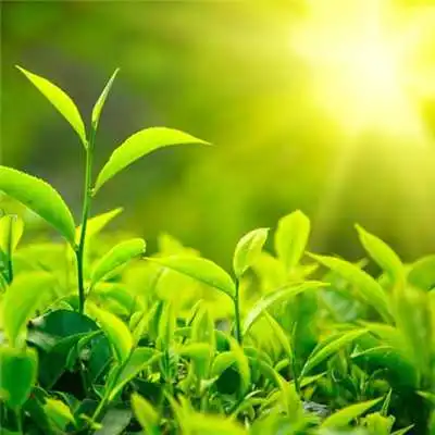 微信头像阳光明媚风景,2024很治愈温暖的风景微信头像