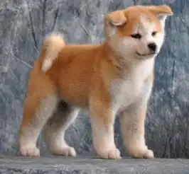 世界上最贵的狗,中国有一种上榜了,网友意料之中