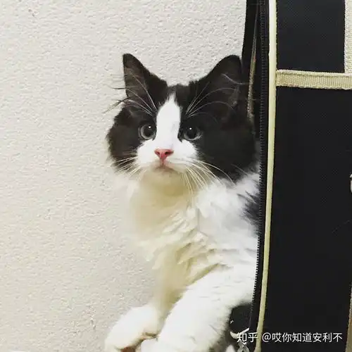 有关挪威森林猫布偶猫以及缅因猫三种猫的开支的问题