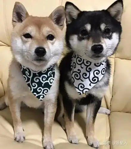 2只豆柴散步遇到一只秋田犬,结果站在一起后,网友笑喷最萌身高差