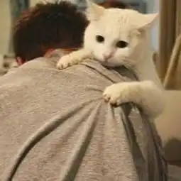 情头你是狗还是人我想你自己比谁都