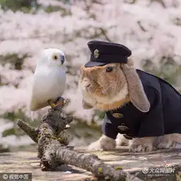 兔界制服型男多变造型征服网友成新网红