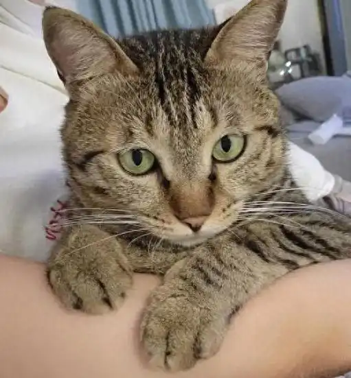 养狸花猫需要准备什么今日头条