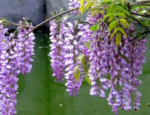 算命的说打着灯笼都难娶到这4大生肖女,旺夫旺子旺全家