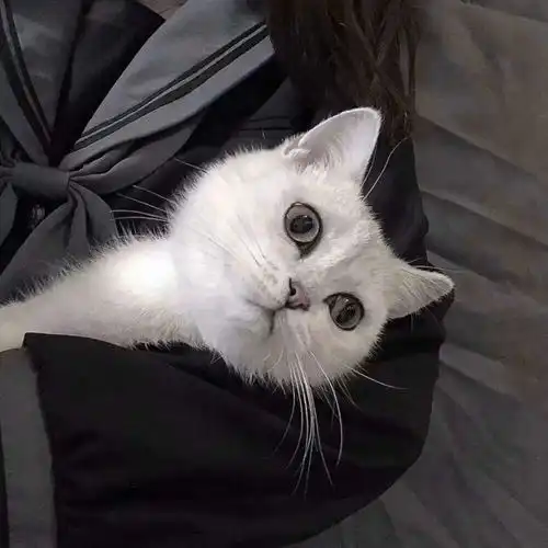 一组猫系女生头像,请签收