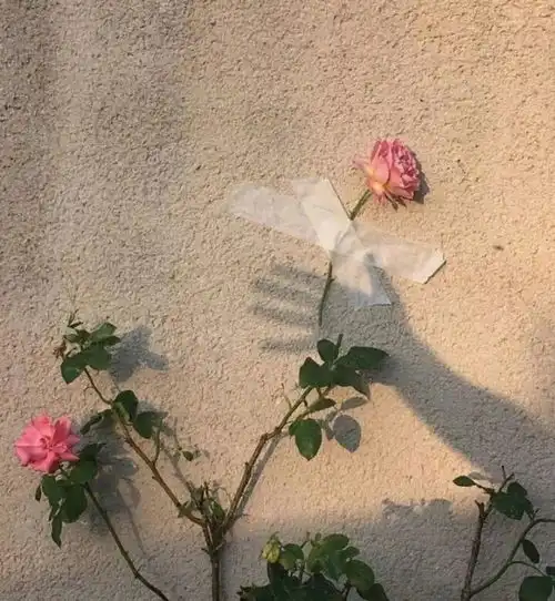 有哪些三观超正的励志文案