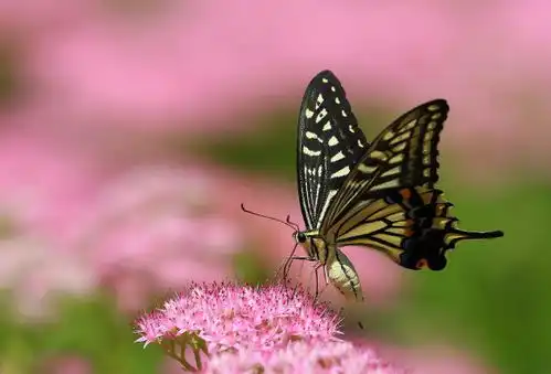 最独立的3大生肖女,不靠别人有骨气,再穷也不花男人的钱