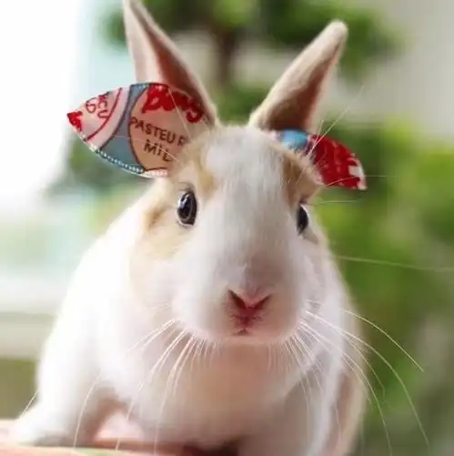 男兔和女鸡其实非常配吗鸡和兔在一起对谁不利