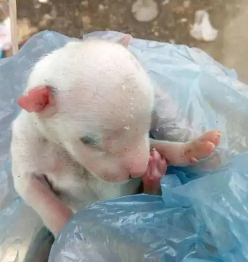 小奶狗出世没几天,就被主人扔进垃圾堆,眼睛都睁不开让人心痛