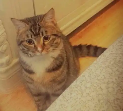 狸花猫有这些坏毛病,其实智商高的体现