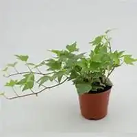 微信常春藤头像高清常春藤花朵图片大全