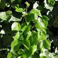 微信常春藤头像高清常春藤花朵图片大全