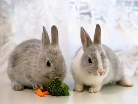 属兔男人的优点