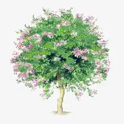 树木背景图片透明树木清新小树素材图片免费下载高清装饰图案png千库网图片编号26581