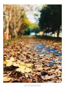 一大波美图片片树叶舞翩跹看看魔都最浪漫的落叶美照