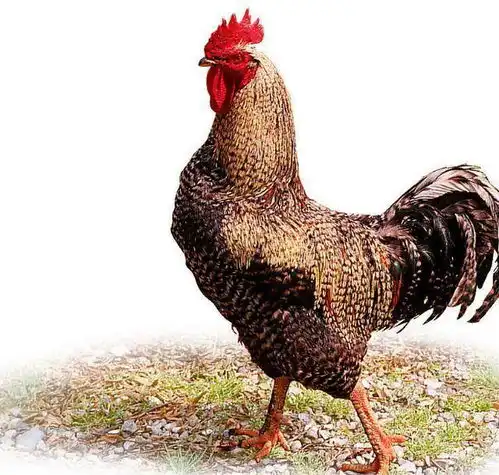 揭秘生肖鸡一生命好还是命苦,句句说到心坎,属鸡人速来围观