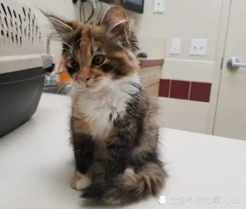 流浪小猫无意中走进男子公寓,却幸运给自己找了个好归宿