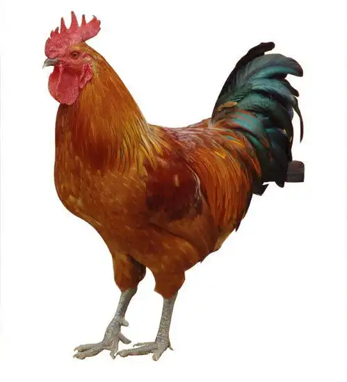 22号开始,财运滚滚来,桃花运超红,吃好睡好心情好的生肖