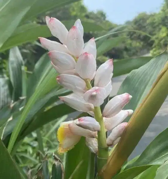 铜鼓岭景区推出踏春优惠票仅需39.9元张,限量500张