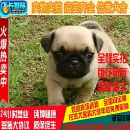繁殖正中巴哥幼犬可挑选,可上门,包健康